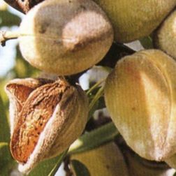 PRUNUS DULCIS (MANDORLO) TUONO CLT. 6 HALF STANDARD Mandula