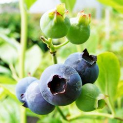 VACCINIUM CORYMBOSUM DARROW CLT. 10 magasbokrú kék áfonya