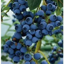 VACCINIUM CORYMBOSUM NORTHLAND CLT. 10 magasbokrú kék áfonya