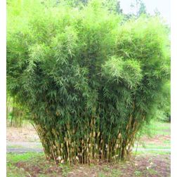 FARGESIA ROBUSTA PINGWU CLT. 5 Bambusz