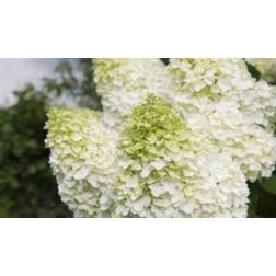 HYDRANGEA PANICULATA MAGICAL MATTERHORN (R) CLT. 10 hortenzia
