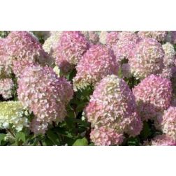 HYDRANGEA PANICULATA MAGICAL CANDLE (R) CLT. 10 hortenzia