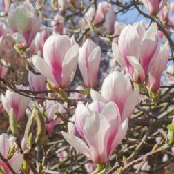 MAGNOLIA SOULANGEANA LV 12 MINI STANDARD magnólia, nagyvirágú liliomfa