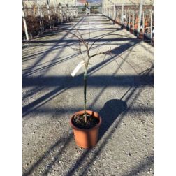 ACER (ROSSI) PALM. DISS. CRIMSON PRINCESS LV 9 MINI STANDARD vöröslevelű japán juhar