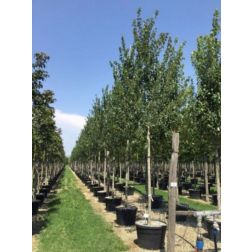 ACER RUBRUM RED SUNSET (R) CLT. 18 6/8 STANDARD vöröslevelű japán juhar