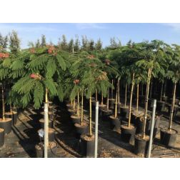 ALBIZIA JULIBRISSIN OMBRELLA (R) CLT. 18 125/150 selyemakác