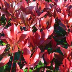 PHOTINIA X FRASERI DYNAMO RED (R) CLT. 3 Korallberkenye