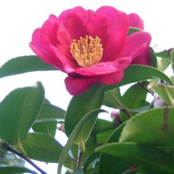 CAMELLIA SASANQUA CLT. 15 Szaszanka