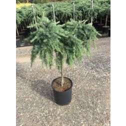 CEDRUS DEODARA FEELIN BLUE (R) LV 14 BONSAI kék himalájai cédrus