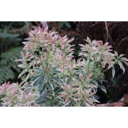 PIERIS JAPONICA WHITE RIM CLT. 7 babérhanga
