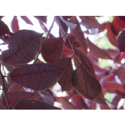PRUNUS VIRGINIANA CANADA RED CLT. 18 8/10 STANDARD babérmeggy