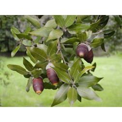 QUERCUS ILEX CLT. 25 HALF STANDARD Magyaltölgy