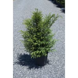 TAXUS BACCATA CLT. 25 HALF STANDARD közönséges tiszafa