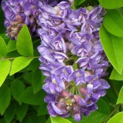 WISTERIA FRUTESCENS LONGWOOD PURPLE CLT. 3 150/200 Lilaakác