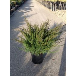 JUNIPERUS MEDIA MINT JULEP LCI 10 BONSAI terülő boróka