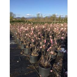 MAGNOLIA GEORGE HENRY KERN CLT. 10 magnólia, rózsaszín virágú liliomfa
