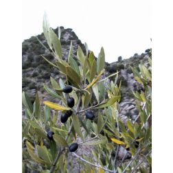 OLEA EUROPAEA var. SYLVESTRIS CLT. 35 olajfa