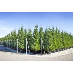 CUPRESSOCYPARIS LEYLANDII CLT. 55 POMPONS leyland ciprus