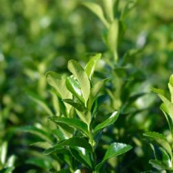 EUONYMUS FORTUNEI GREEN SPIRE CLT. 10 japán kecskerágó