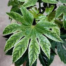 FATSIA JAPONICA VARIEGATA LV 15 japánarália