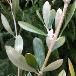 OLEA EUROPAEA FAVOLOSA FS17 CLT. 10 HALF STANDARD Olajfa