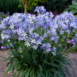 AGAPANTHUS EVERPHANTUS(R) MIDNIGHT SKY CLT. 5 Szerelemvirág
