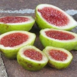 FICUS CARICA PARADISO CLT. 10 füge