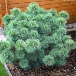 PINUS STROBUS BLUE SHAG CLT. 10 Simafenyő