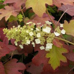 HYDRANGEA QUERCIFOLIA BURGUNDY CLT. 10 Tölgylevelű hortenzia