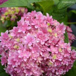 HYDRANGEA MACROPHYLLA STELLAR ROSE CLT. 10 Kerti hortenzia