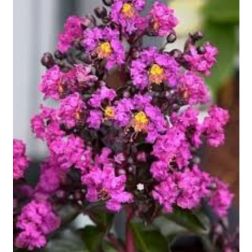LAGERSTROEMIA INDICA RHAPSODY IN BLUE (R)  CLT. 10  Kínai selyemmirtusz