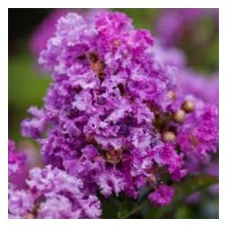 LAGERSTROEMIA INDICA PURPLE MAGIC (R)  CLT. 10  Kínai selyemmirtusz