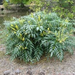 MAHONIA EURYBRACTEATA SOFT CARESS CLT. 7 Keskenylevelű mahónia