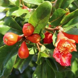 PUNICA GRANATUM EARLY CLT. 10 Gránátalma