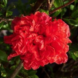 PUNICA GRANATUM NOCHI SHIBARI CLT. 10 Gránátalma
