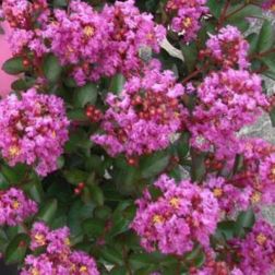 LAGERSTROEMIA ENDURING LAVENDER (R) CLT. 3 Selyemmirtusz