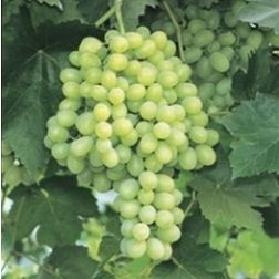 VITIS VINIFERA THOMPSON SEEDLESS LV 6 CONE szőlő