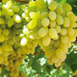 VITIS VINIFERA VICTORIA LV 6 CONE szőlő