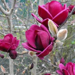 MAGNOLIA GENIE (R) CLT. 5 Liliomfa