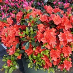 AZALEA JAPONICA GEISHA ORANGE CLT. 7 Japán havasszépe