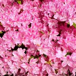 AZALEA JAPONICA KERMESINA ROSSA CLT. 7 Japán havasszépe