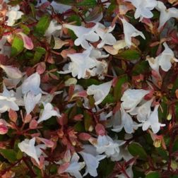 ABELIA GRANDIFLORA CRISTAL CHARM (R) CLT. 3 Nagyvirágú abélia