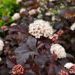 PHYSOCARPUS OPULIFOLIUS BLACK LIGHT (R) CLT. 3 Hólyagvessző