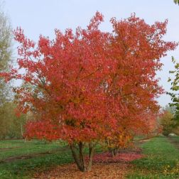 ACER GINNALA CLT. 10 MULTI-STEMMED Tűzv&ouml;r&ouml;s juhar
