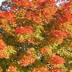 ACER PACIFIC SUNSET CLT. 18 6/8 STANDARD Juharfa