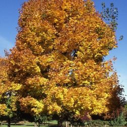 ACER PLATANOIDES EMERALD QUEEN CLT. 18 6/8 STANDARD Korai juhar