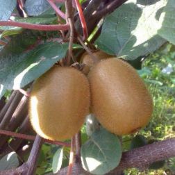 ACTINIDIA CHINENSIS HAYWARD (FEMMINA) CLT. 5 Kínai kivi (termő)