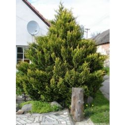 CUPRESSOCYPARIS LEY. CASTLEWELLAND GOLD LCI 23 BONSAI Leyland ciprus