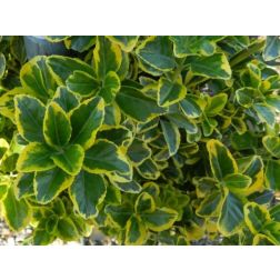 EUONYMUS JAP. ELEGANT. AUREUS LCI 40 MULTITRONCO Japán kecskerágó