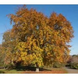 FAGUS SYLV. PURPUREA MAYOR (RIVERSII) CLT. 18 150/175 FEATHERED Európai bükk